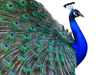 Peacock Tattoos Meaning